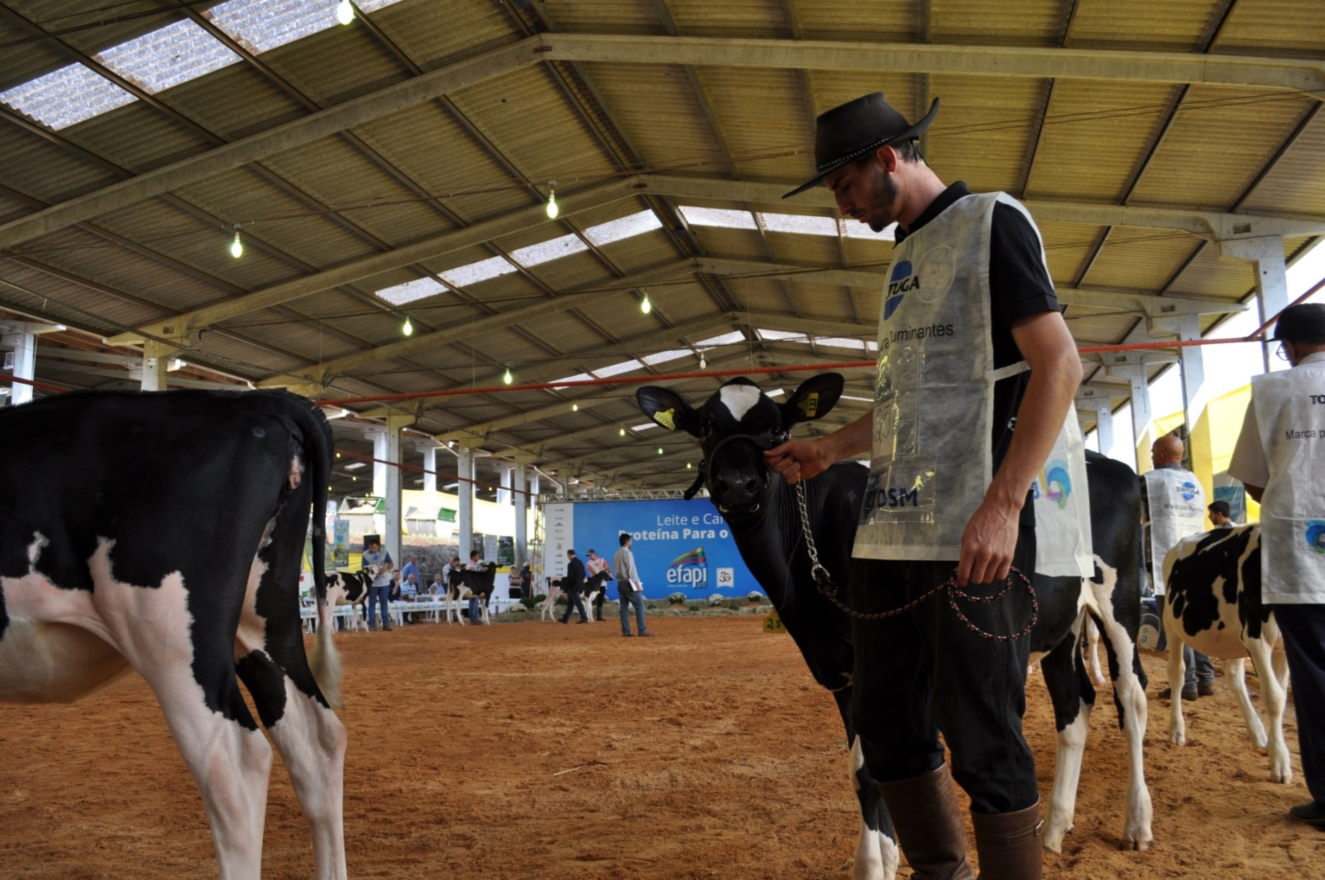 Definidas as fêmeas jovens campeãs da raça Holandesa