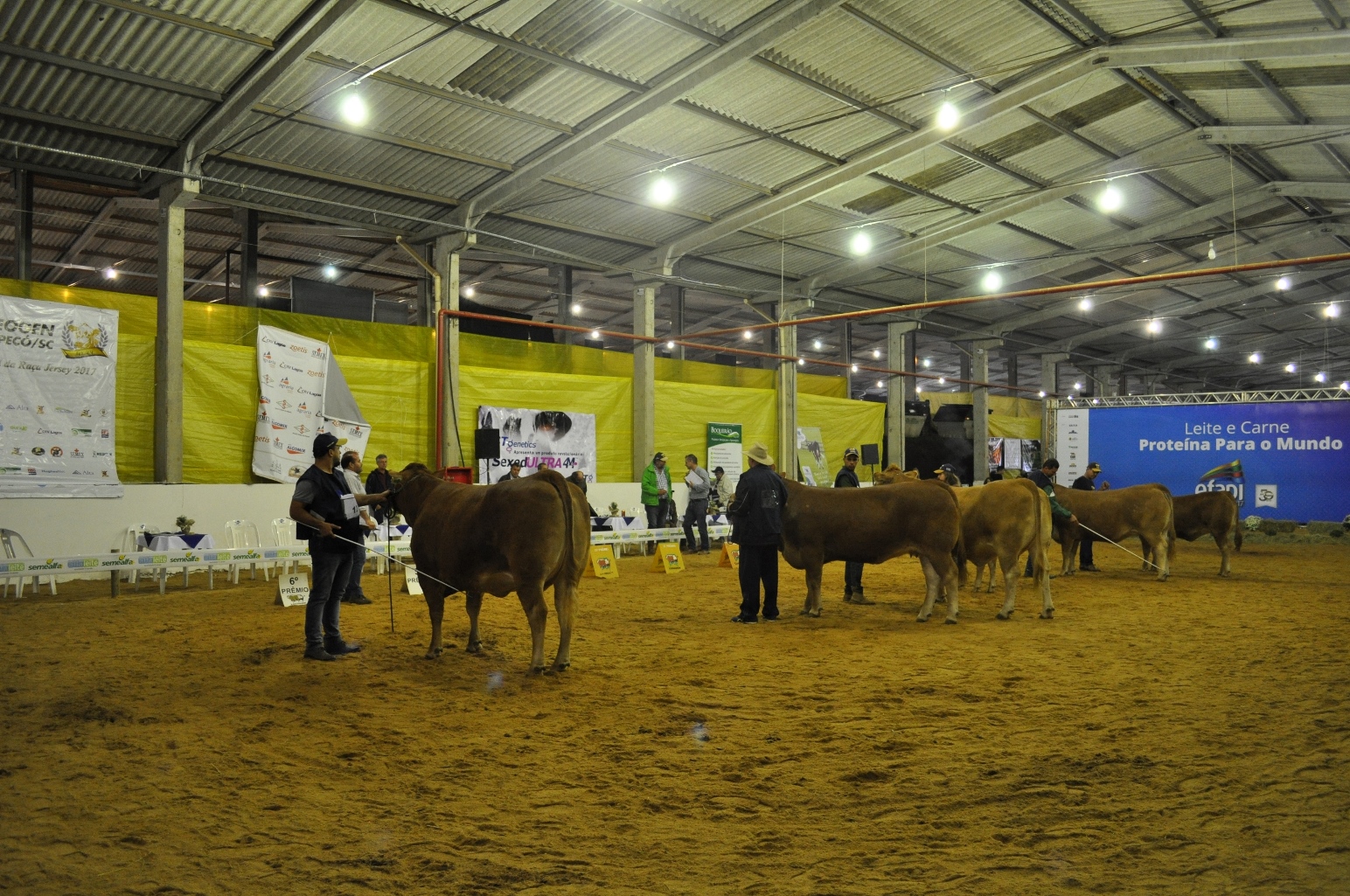 Escolhidos os campeões da raça Limousin na EFAPI 2017