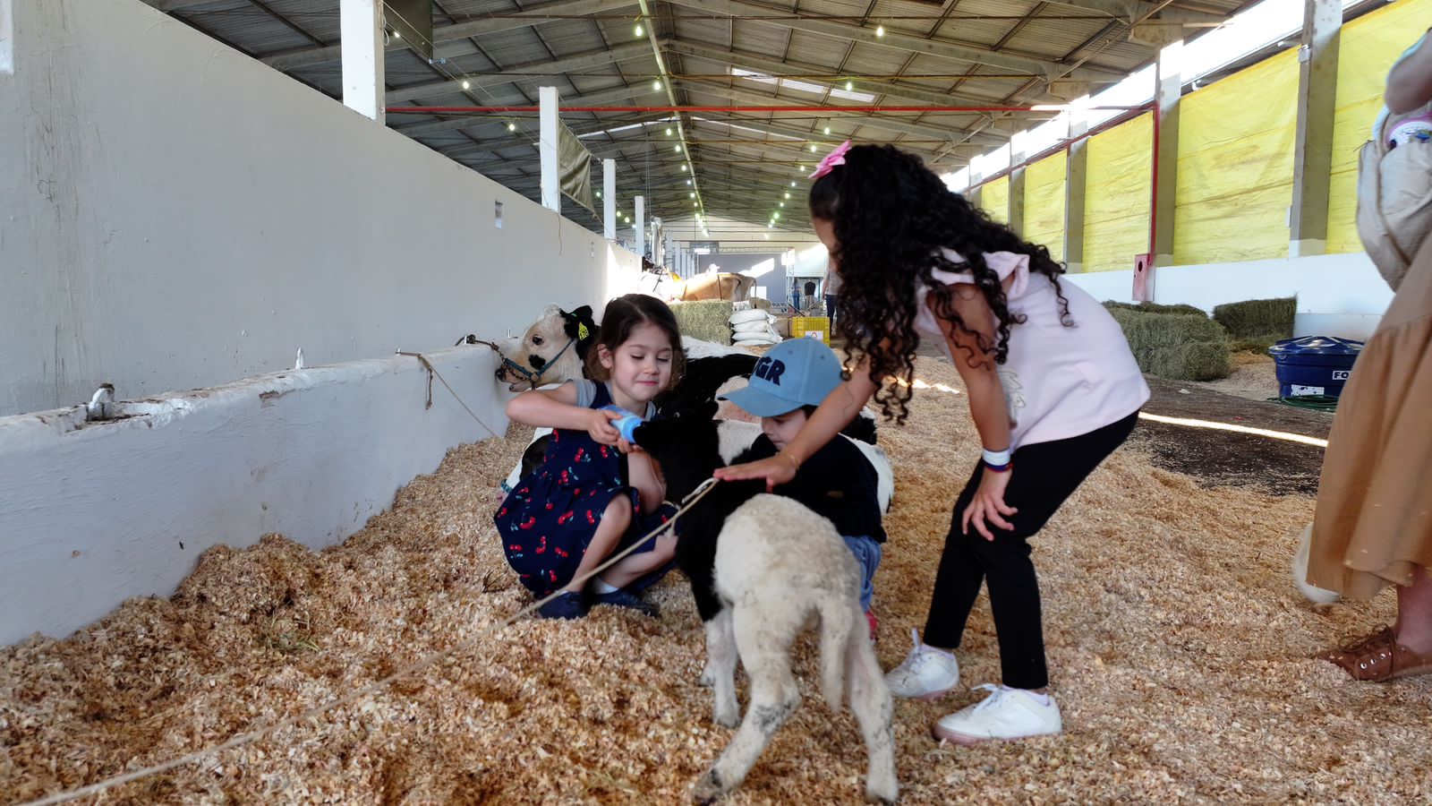 Ovelhas são atração no Parque da Efapi
