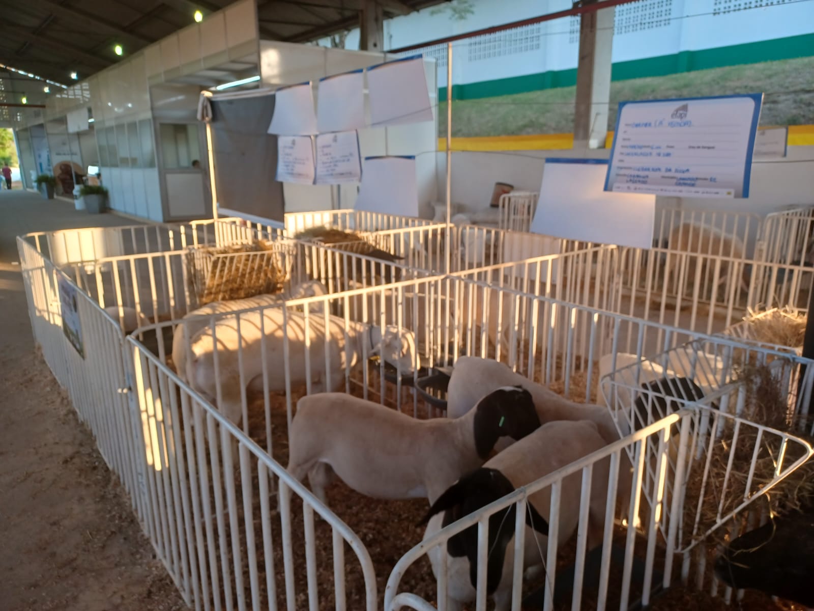 Pavilhão dos ovinos tem 80 animais de dez raças diferentes